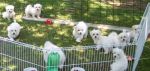 Dogs Maltese